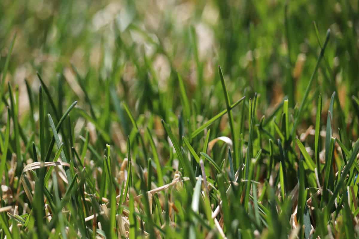 a close up photo of a healthy green kentucky bluegrass