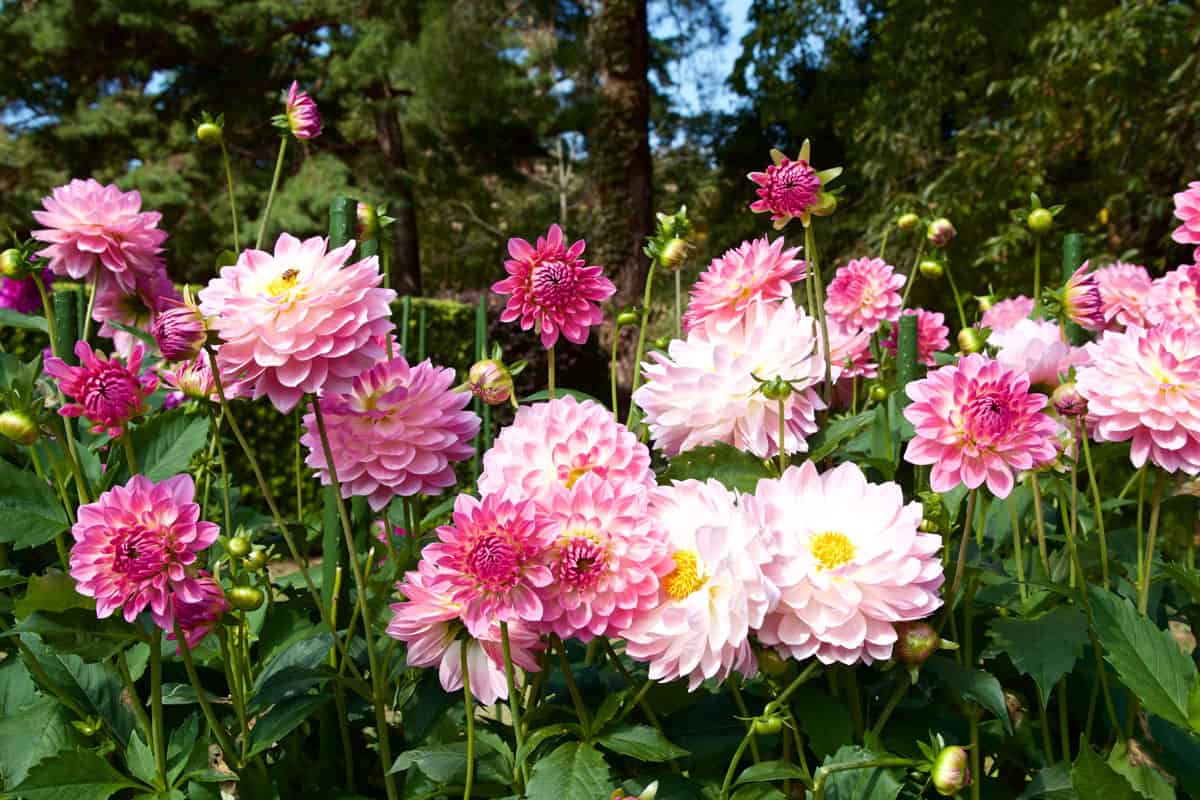 a garden full of beautiful blooming pink dahlia flowers