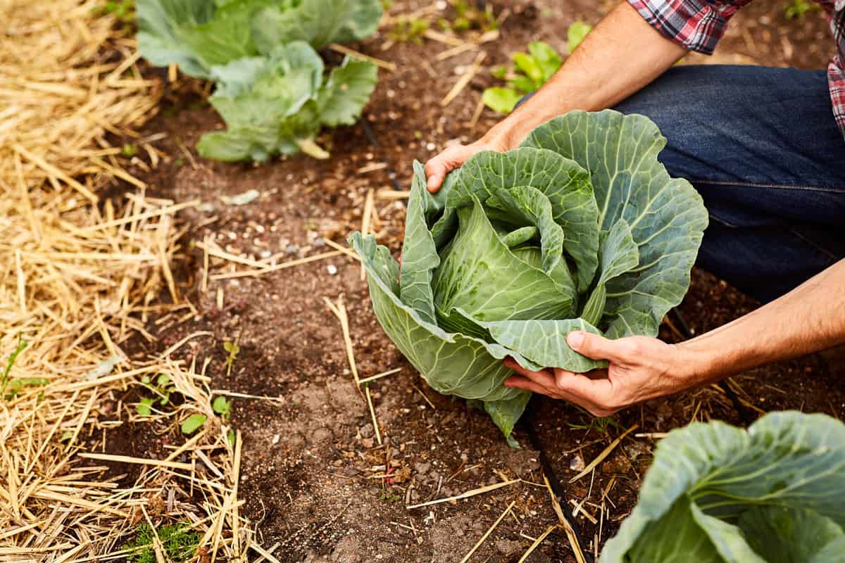 a man looking at cabbage growing in his organic garden