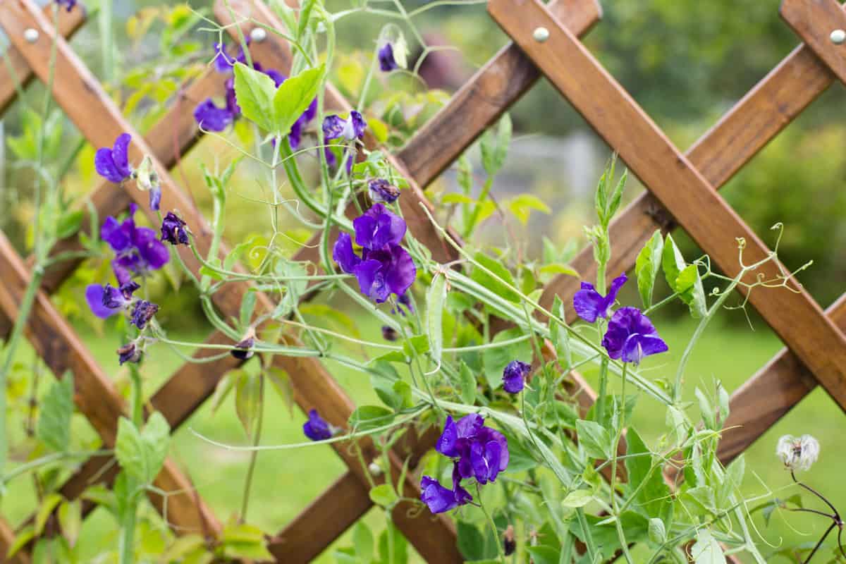 a nice view of trellis full of wonderful plants and purple flowers