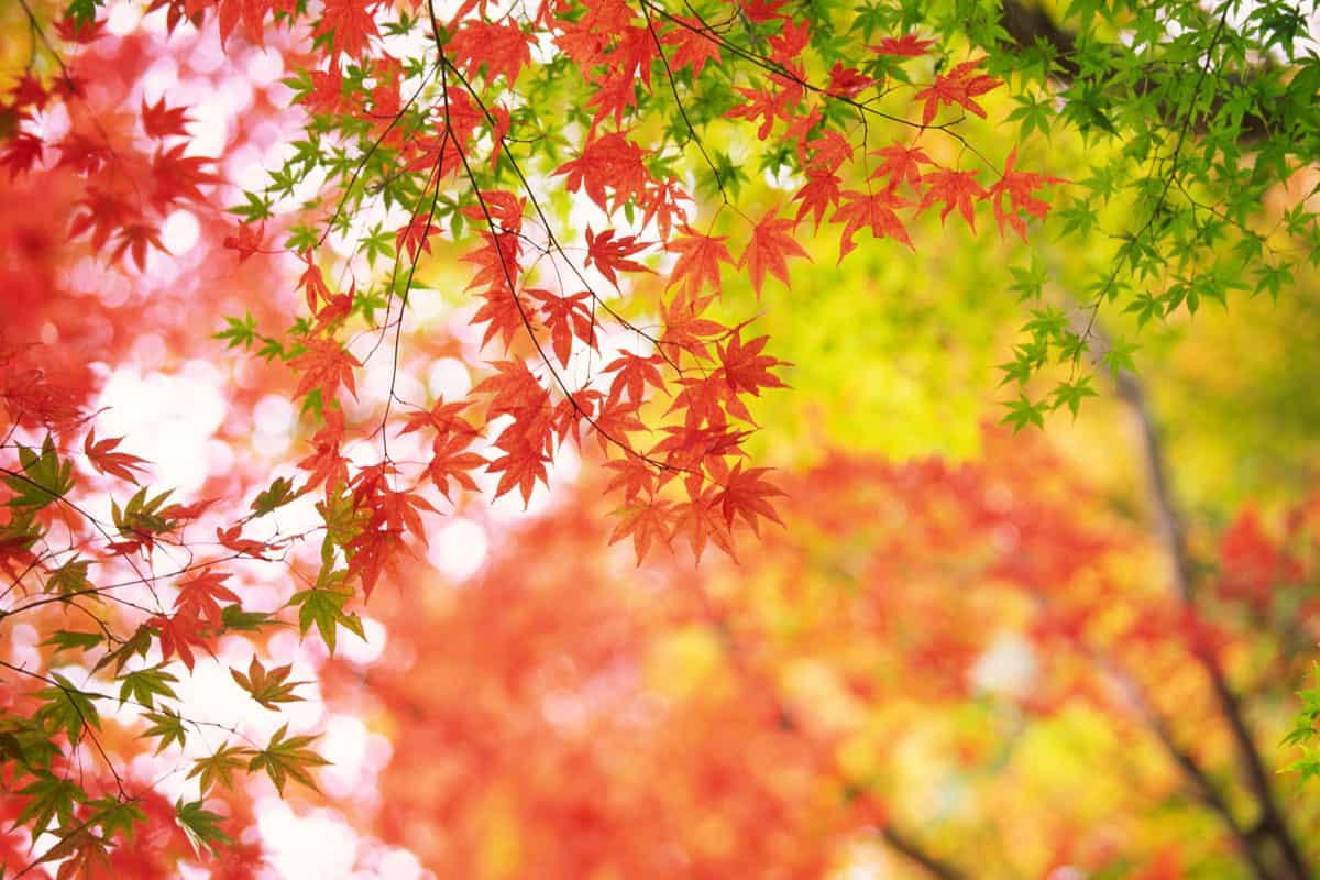 amazing red, green, orange, leaves of a japanese maple, dwarf evergreen tree