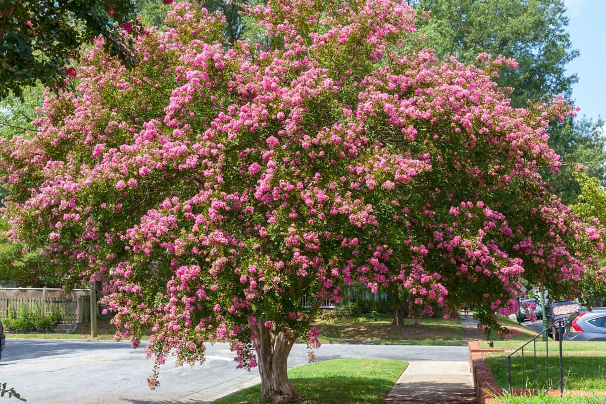 amazing tree, pink colored leaves, sunny day, summer time