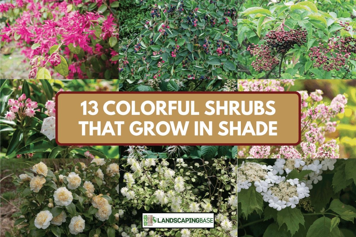 assorted images of shrubs with flowers. 13 Colorful Shrubs That Grow In Shade