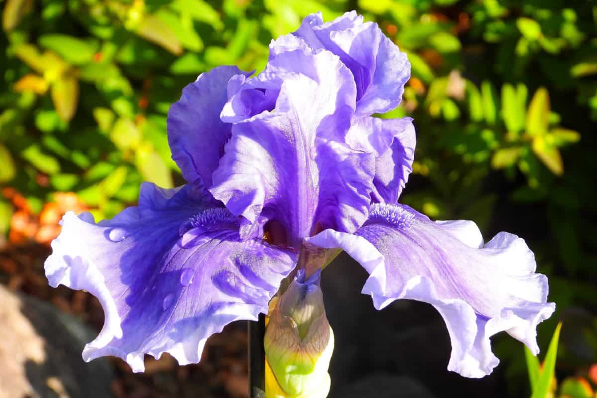 blooming tall beaded Iris, with defocused view. taken at shimizu japan
