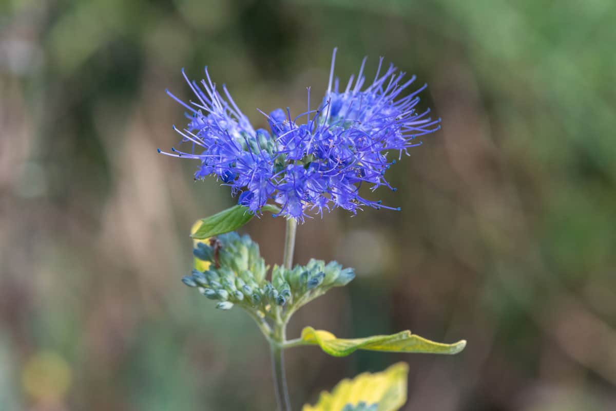 bluebeard (caryopteris incana) flowers in bloom
