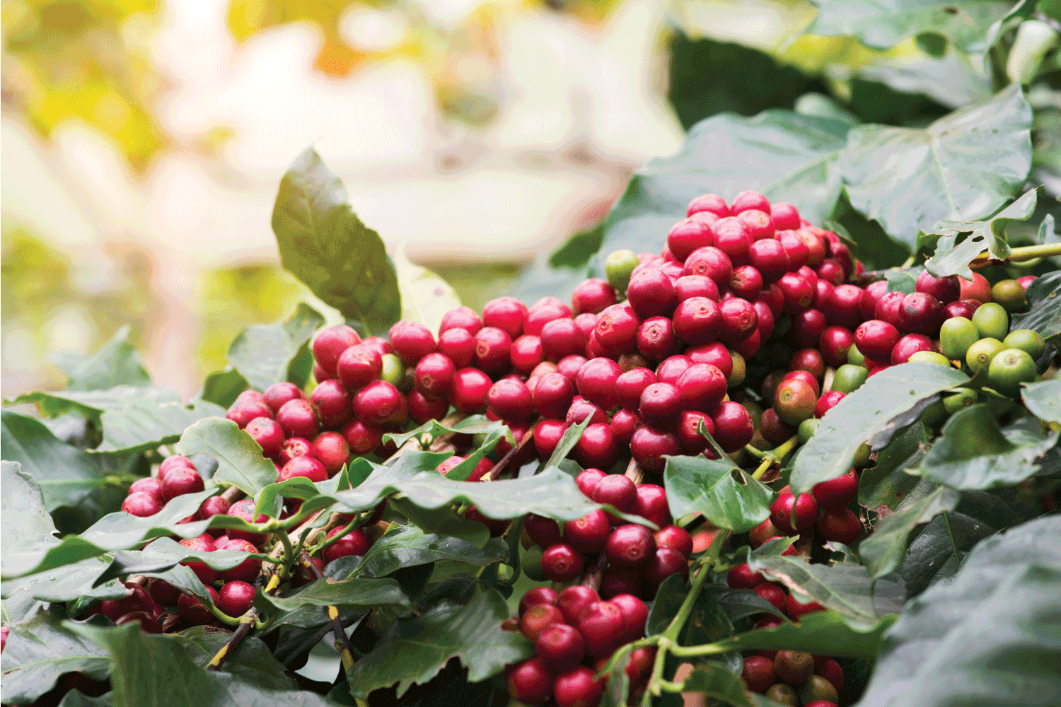close up photo of red grape holly plant and berries