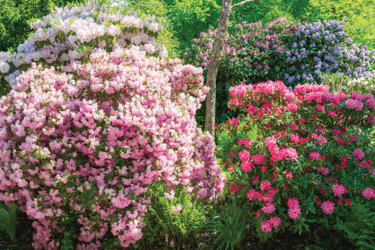 full bloom Rhododendron multicolored in a private garden. What Ground Cover For Shade Under Rhododendrons