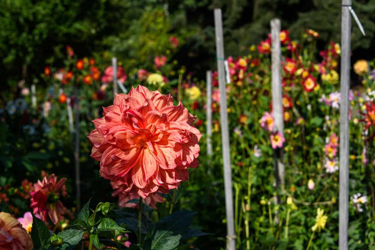 garden of dahlia flowers with trellis or wood stake, full of healthy dahlia
