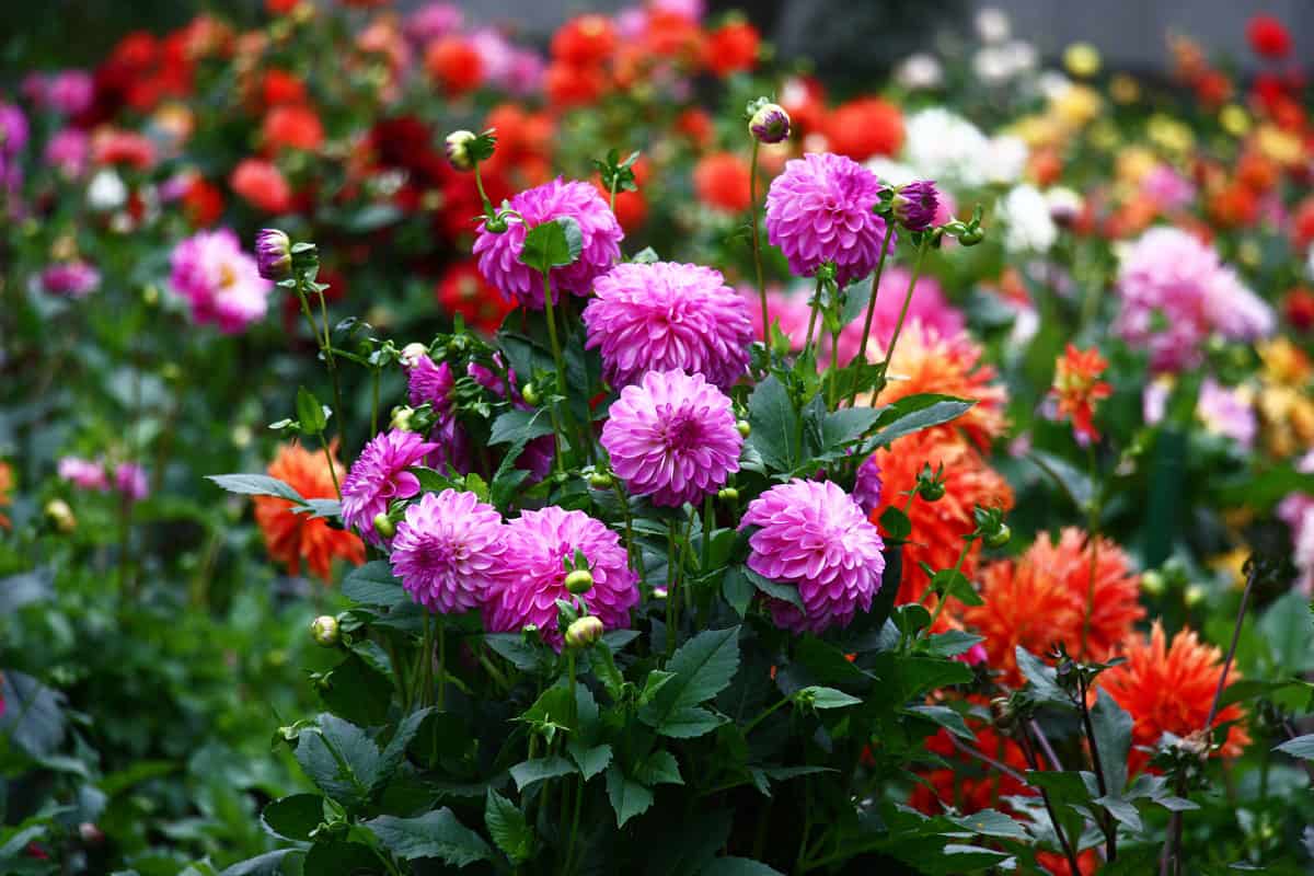 healthy beautiful, colorful flowers of dahlia on a garden full of flowers