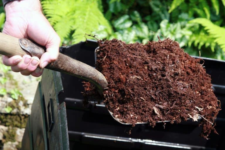 human hand holding a metal and wood shovel full of fresh compost over a black compost bin, Is Blood Meal Good For Grass?