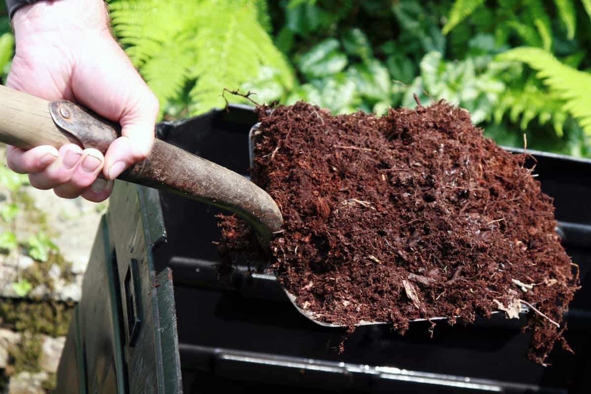 human hand holding a metal and wood shovel full of fresh compost over a black compost bin
