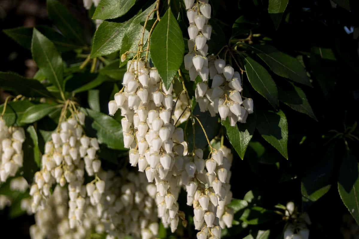 lots of little white bell flowers, the plant is called Pieris japonica and it is a shrub