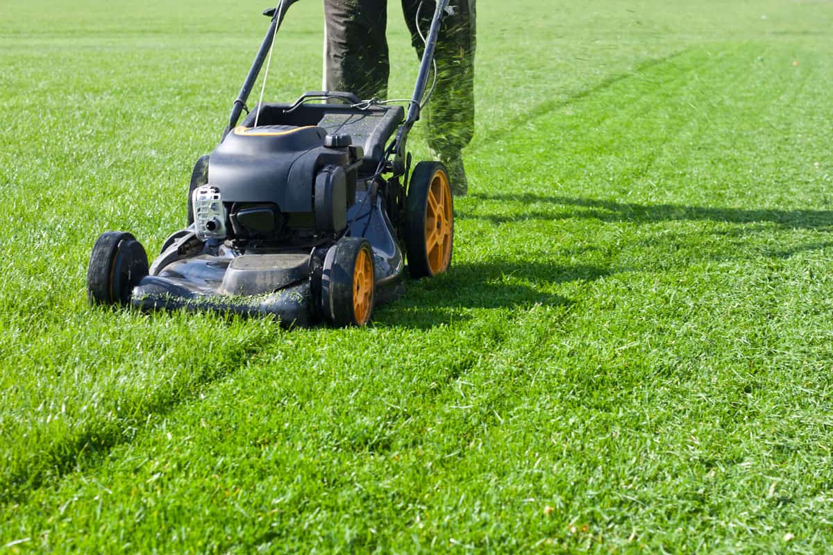 man trimming the bermuda grass using lawn mower