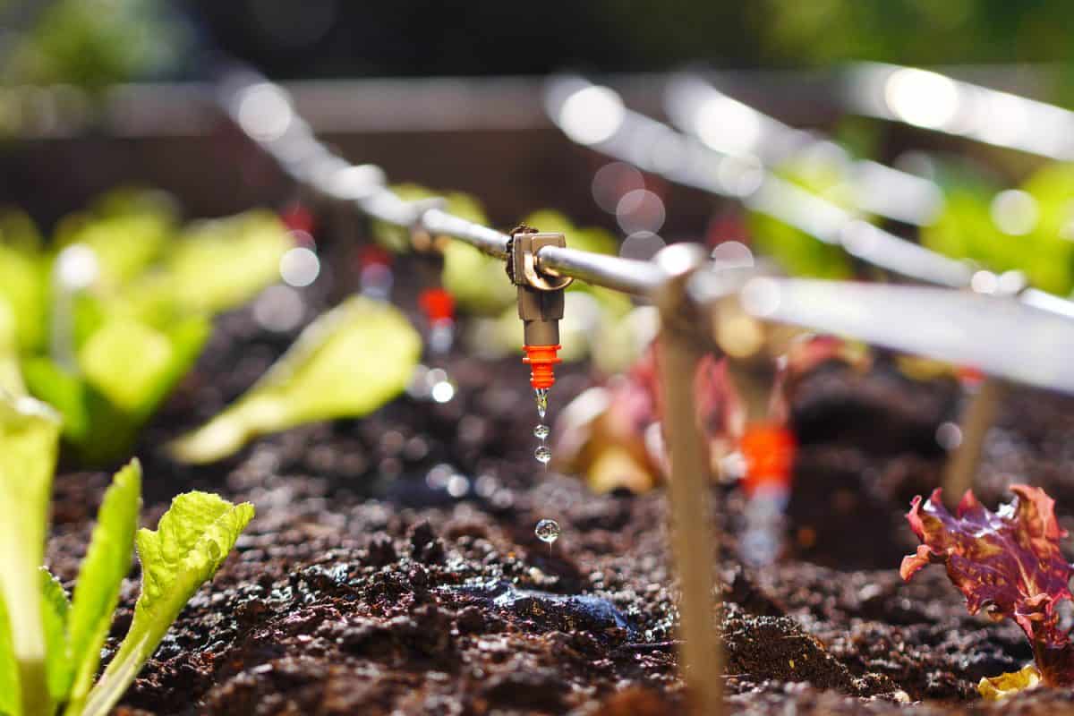 photo shows irrigation system in raised garden bed
