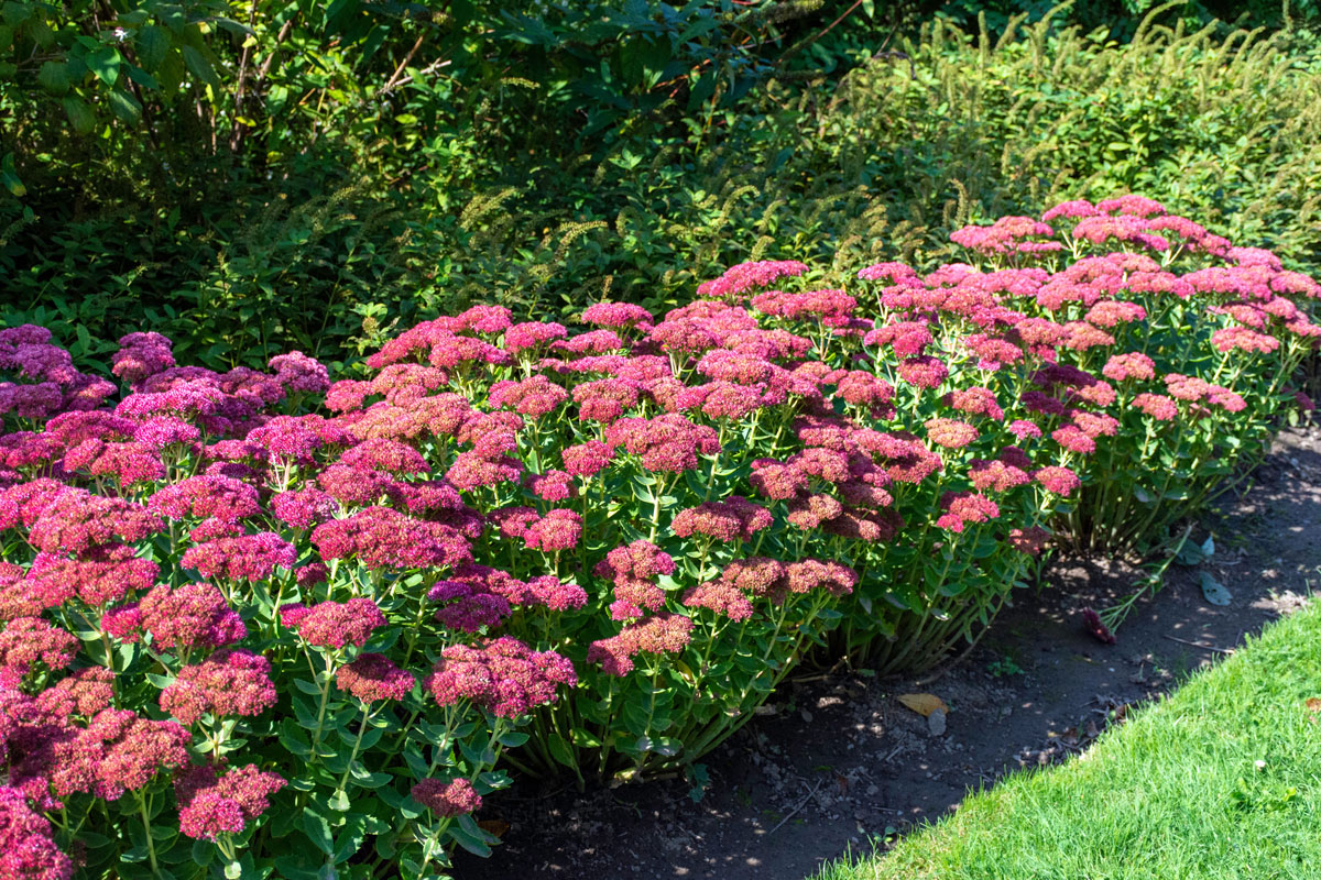 stonecrop, is an easy care drought tolerant perennial which blooms in the late summer garden