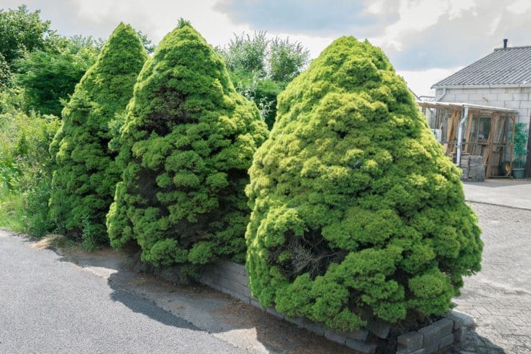 tall dwarf evergreen tree, green leaves, well maintained, well arranged, How Big Do Dwarf Evergreens Grow [How Tall]