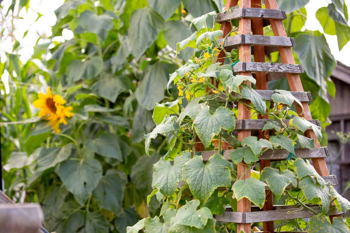 tower trellis with a green healthy vine of a plant