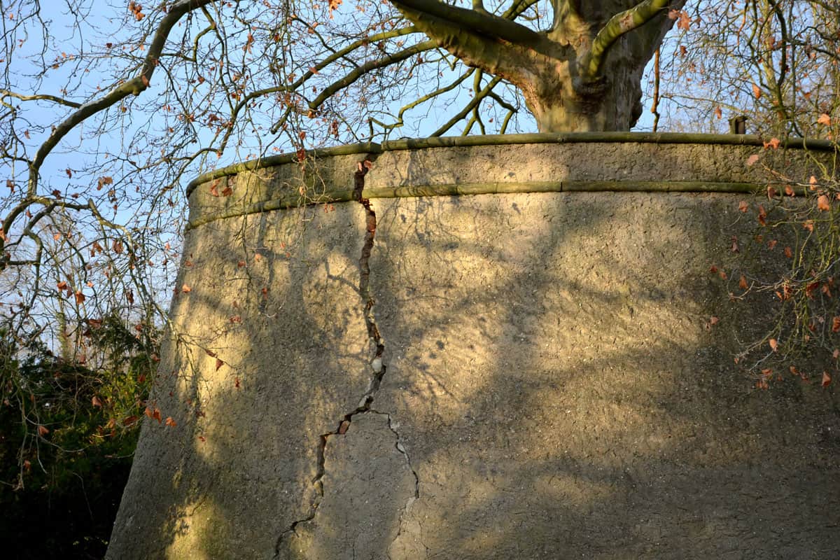 tree retaining wall, cracked wall of the huge tree on the garden of the park, old retaining wall