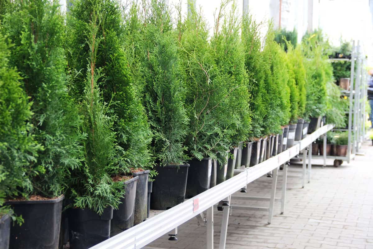 well arranged green dwarf trees on a black plastic pot at the garden
