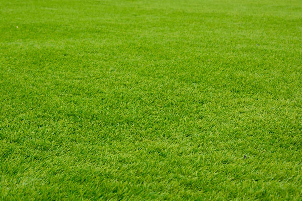 wide field full of green bermuda grass