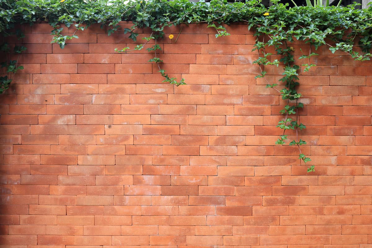 wide garden brick wall, brown brick, green plant vine