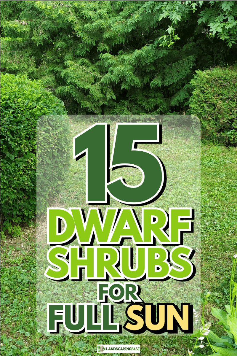 higly maintenanced garden with shrubs, 15 Dwarf Shrubs For Full Sun