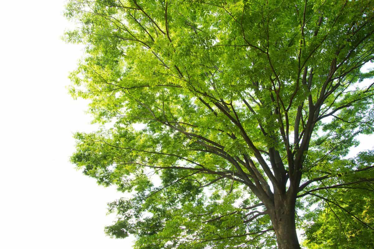  A tree often used in bonsai.