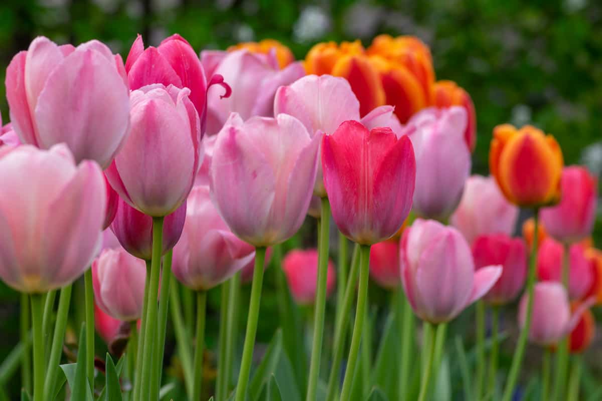 Amazing garden field with tulips