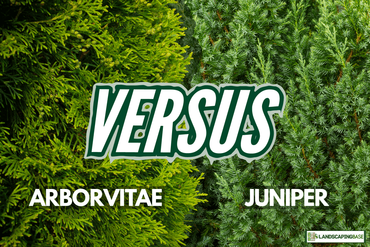 merge photo of an arborvitae and juniper tree shrub plant, Arborvitae Vs Juniper For Privacy
