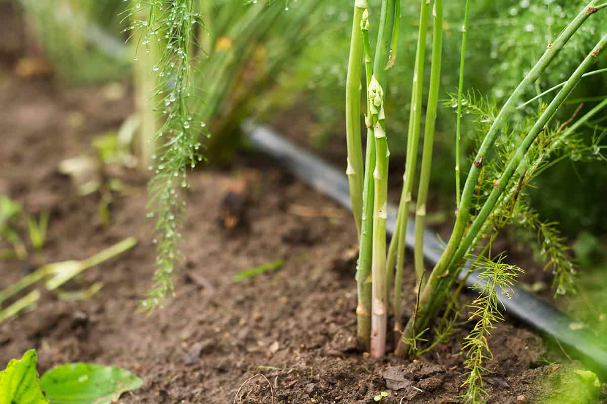 Asparagus grow on soil watering by dripping tube