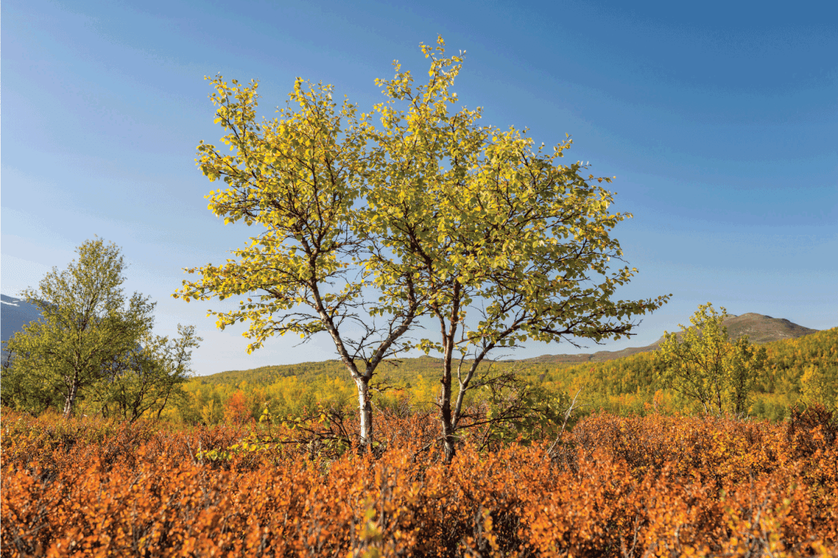 Autumnal dwarf birch (Betula nana)