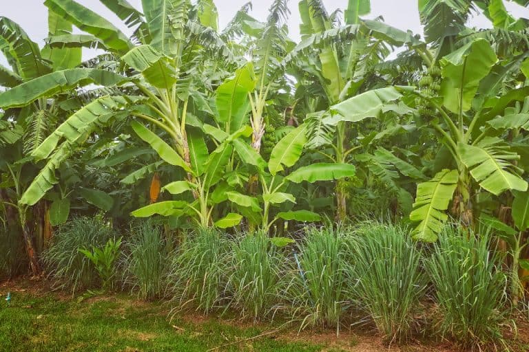 A banana tree plantation and row of lemongrass, What To Plant Under Banana Trees [8 Awesome Suggestions!]