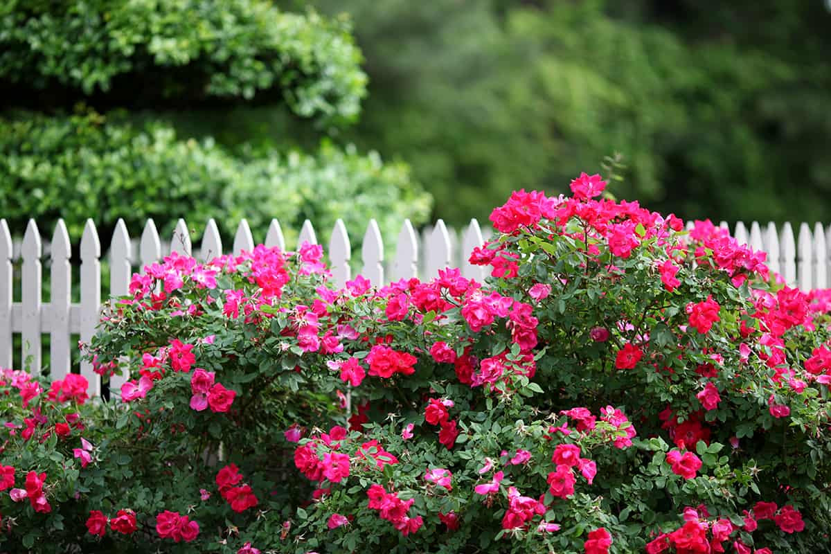 Beauty of a outdoor garden with white picket fence including knock out roses and lush foliage