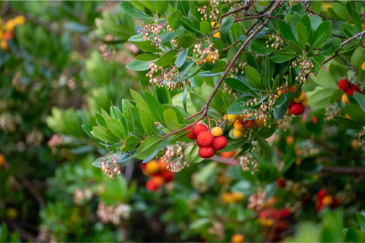 Botanical collection, ripe colorful fruits and flowers of Arbutus unedo