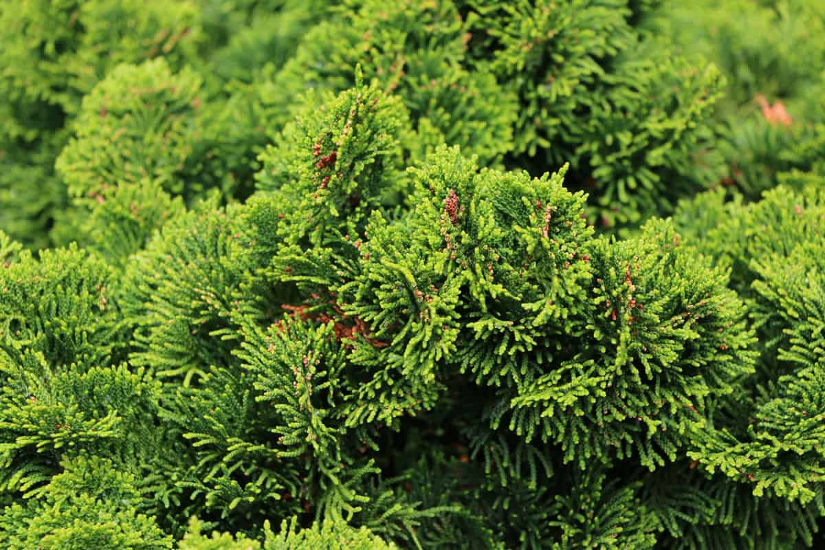 Close up of a Juniperus horizontalis plant, usually used for decorative purposes