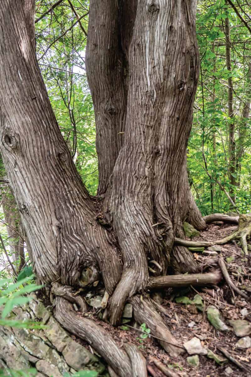 Close-up of the roots and tree trunk of a arborvitae cypress tree that is growing in the forest