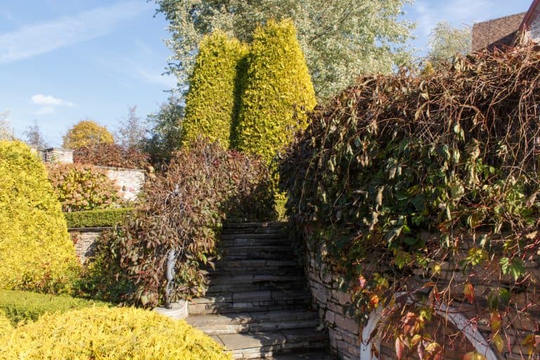Cottage garden with vines trees and trimmed bushes, How To Landscape A Steep Slope Without Retaining Walls