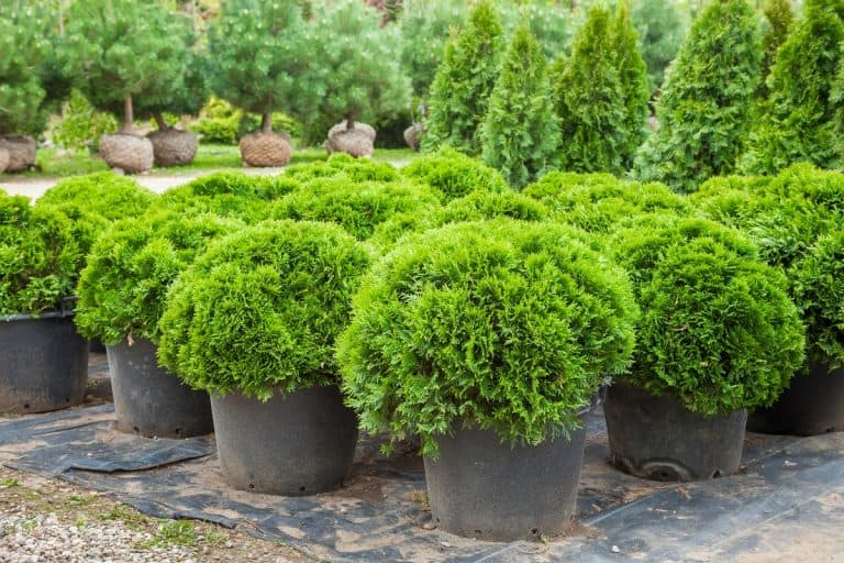 Cypresses plants in pots on tree farm , 15 Small Dwarf Evergreen Trees For Zone 9