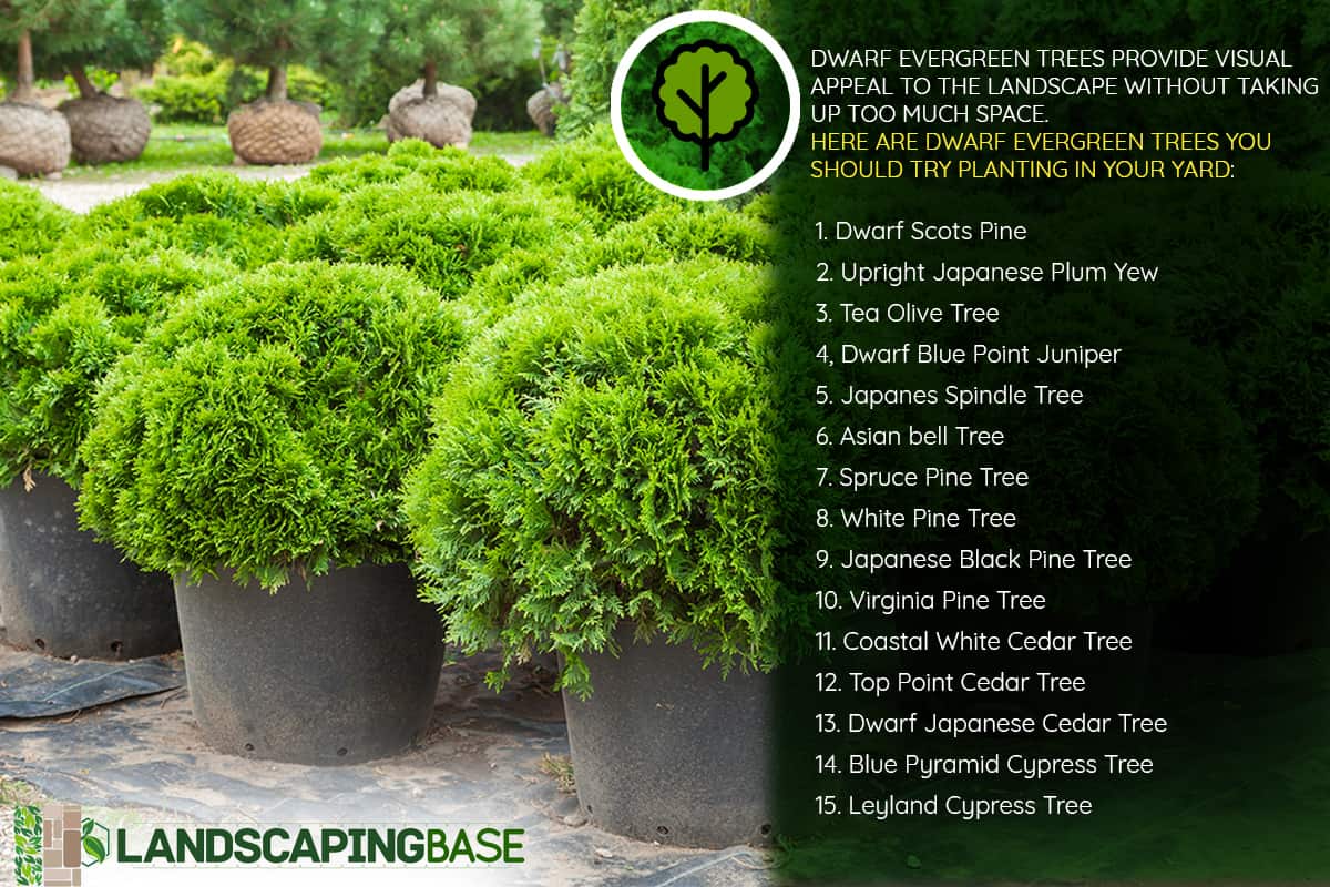 Cypresses plants in pots on tree farm , 15 Small Dwarf Evergreen Trees For Zone 9