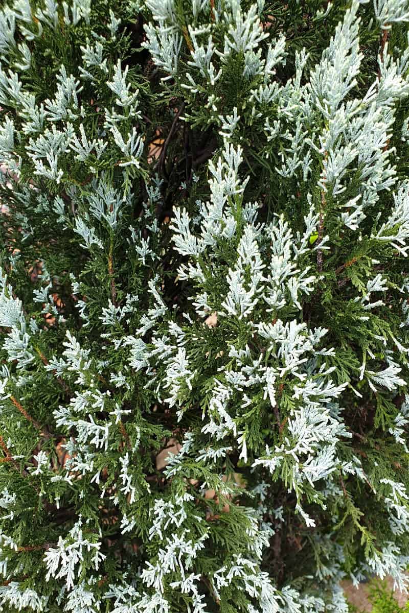 Dwarf Blue Point Juniper - Close up of Blue Pointed Juniper or Conifer plant leafs under an Overcast Ambient