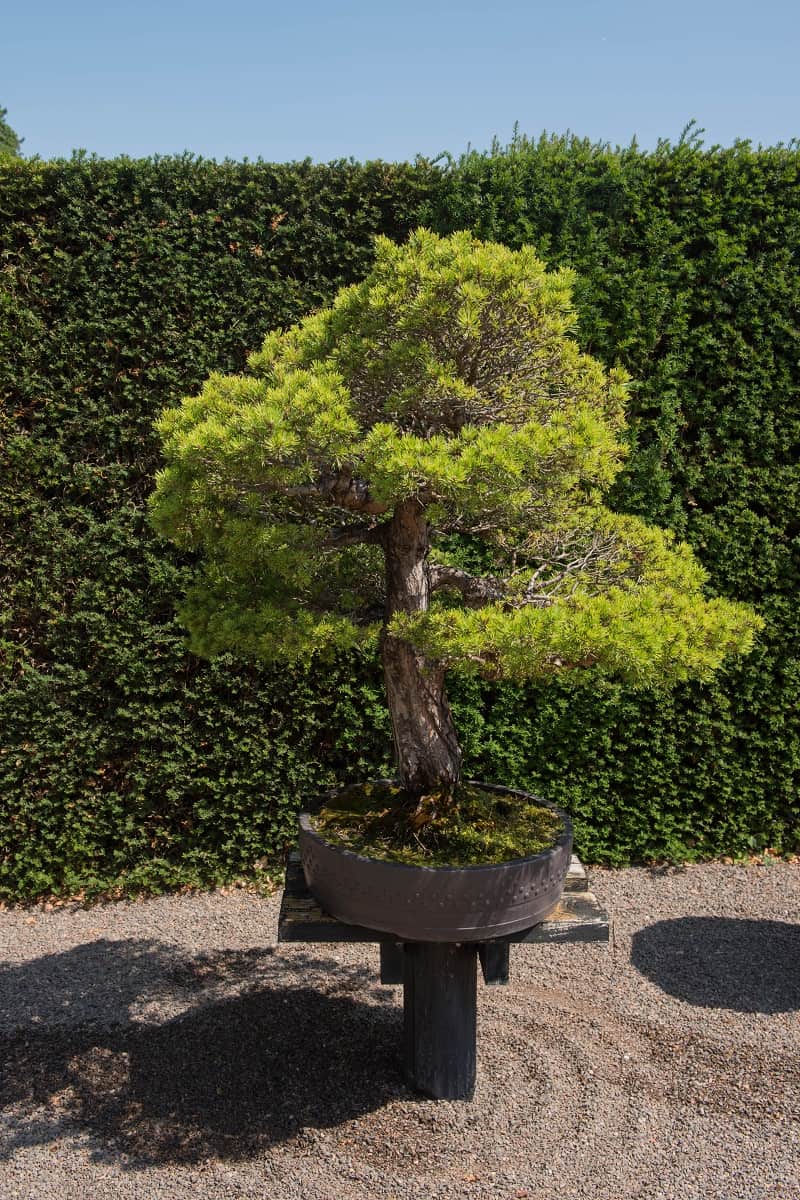 Dwarf Scots Pine - Scots Pine Bonsai Tree (Pinus sylvestris 'Beuvronensis')