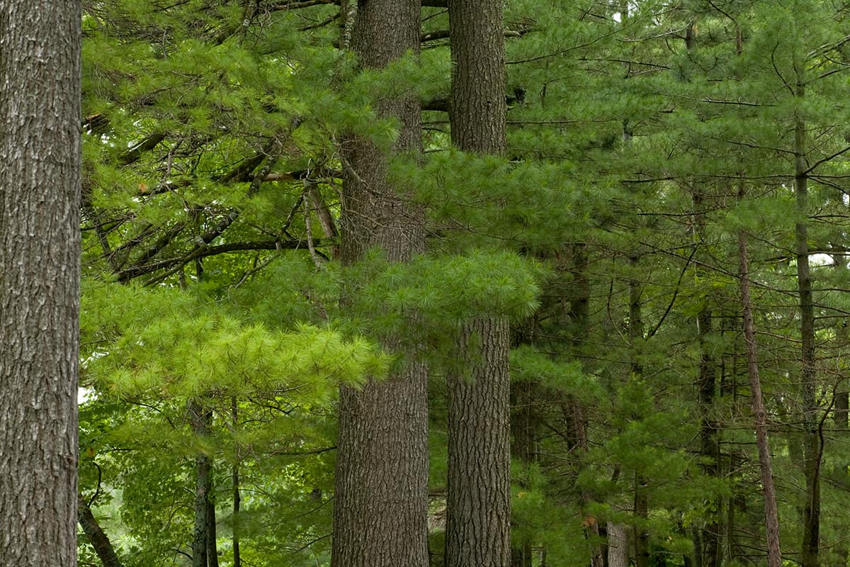 Eastern white pine trees