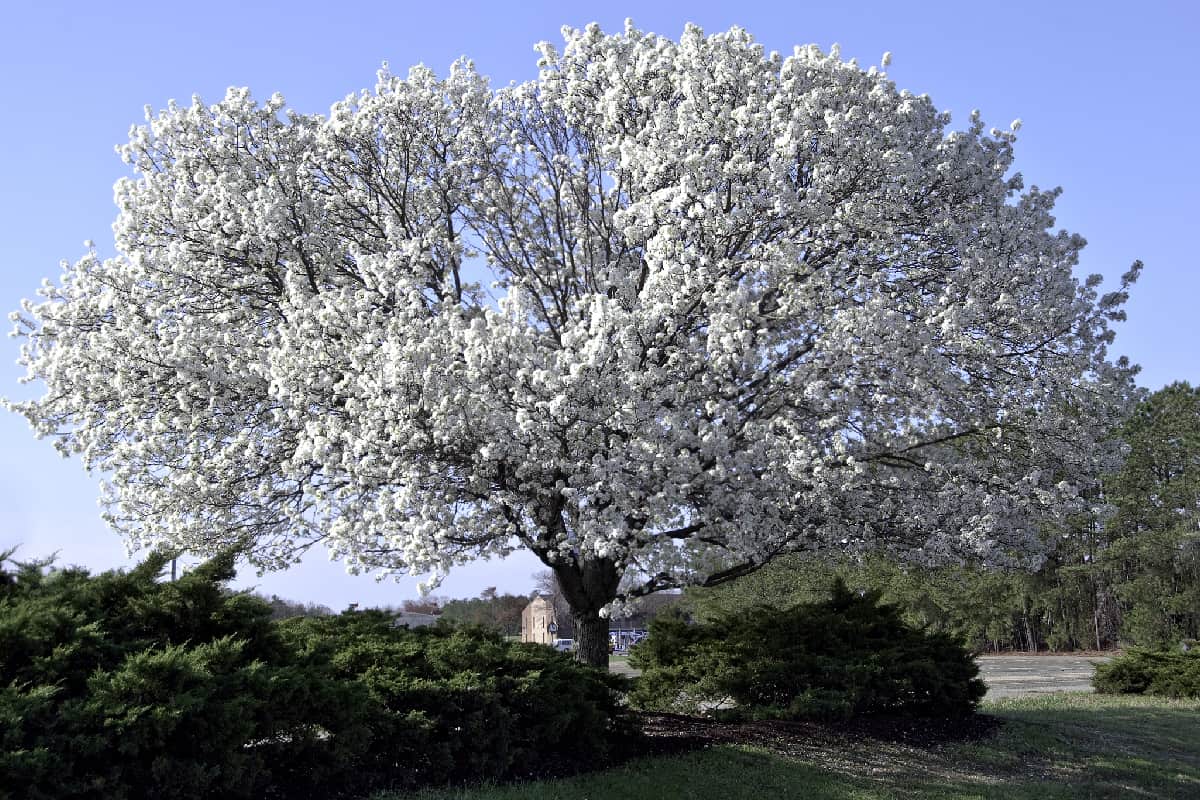 Full blooming Dogwood Tree in southern Virginia in the spring