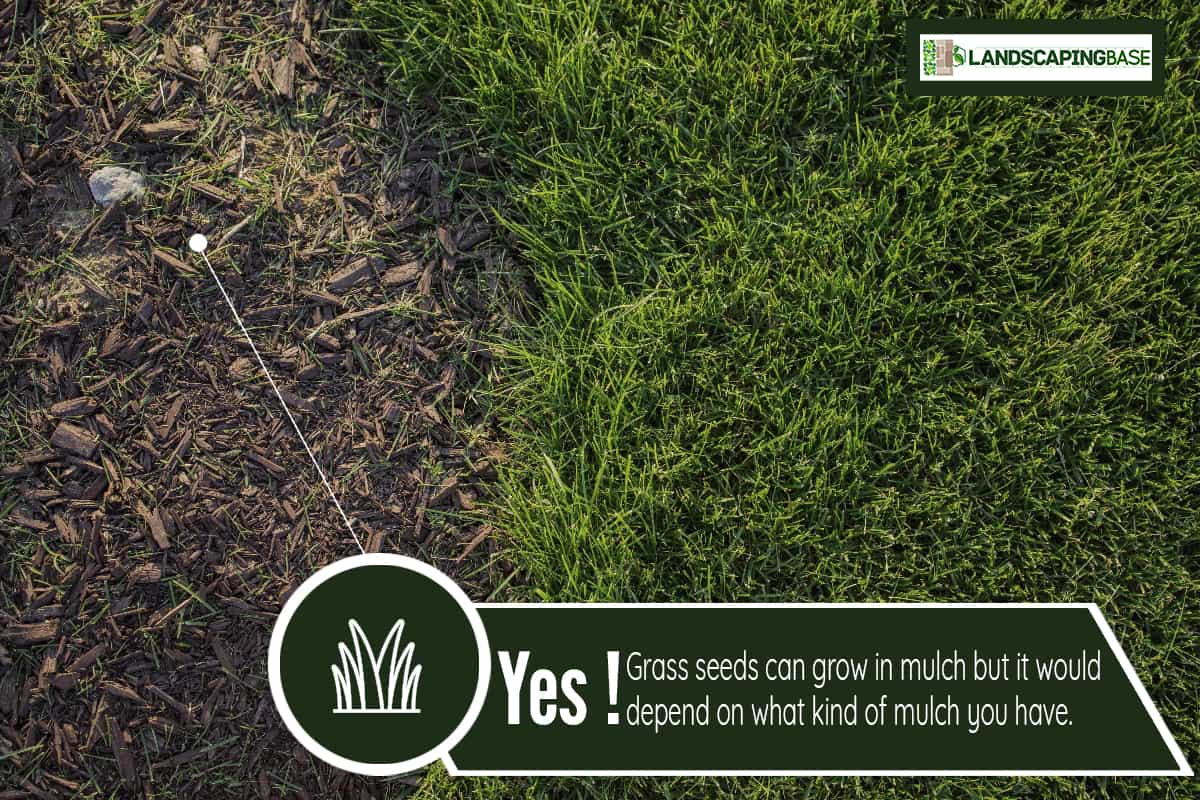 Gardening care, lawn service of fresh green grass growth with eco-friendly mulch, wood chips around a tree in the backyard, Can Grass Seed Grow In Mulch
