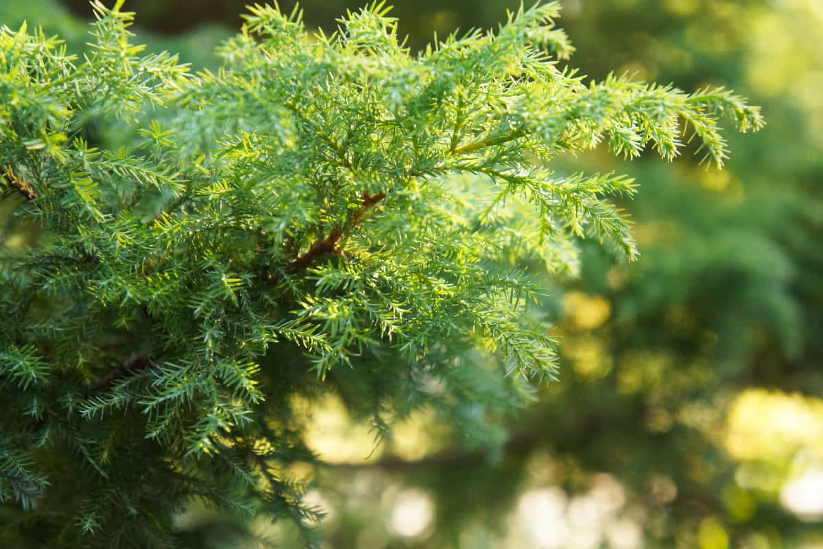 Green branch of juniperus virginiana or red cedar