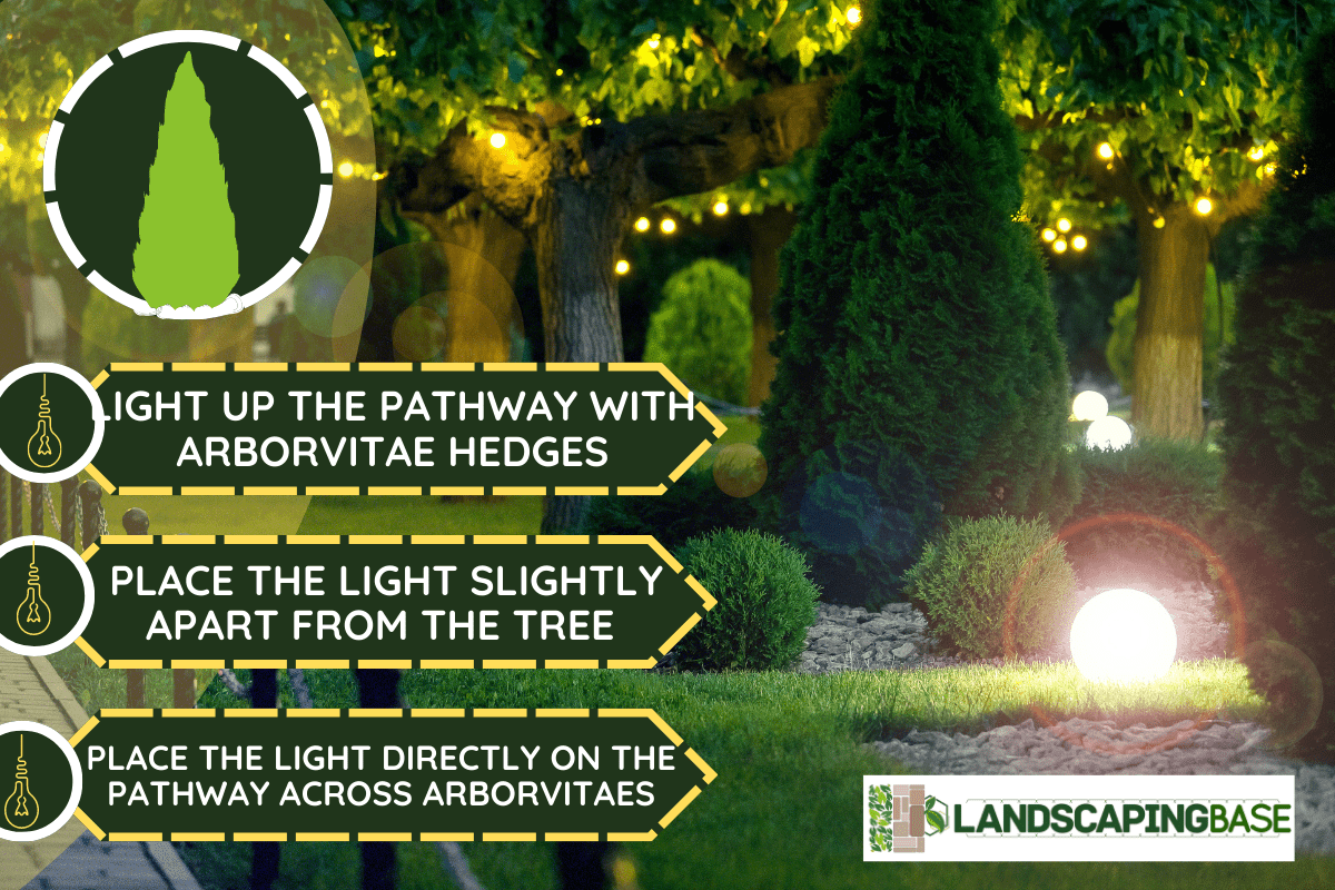 Ground garden light glare with lantern electric lamp with a round diffuser in the green grass with thuja bushes and garland on trees in a landscaped park night scene, nobody. - 11 Arborvitae Landscape Lighting Ideas Ground garden light glare with lantern 