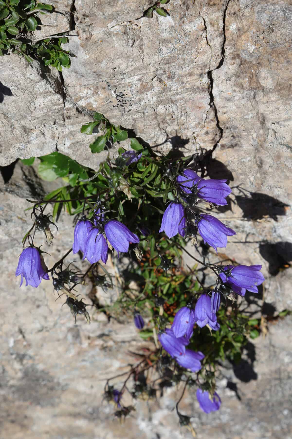 Group of blue bellflower called campanula cochlearfiifolia on the rock in mountains.