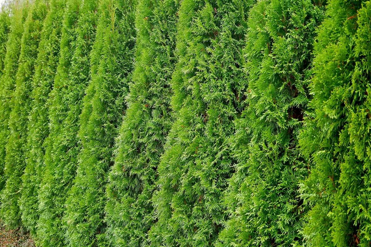 How To Plant Arborvitae - Row of green trees in the park. Row of thuja trees