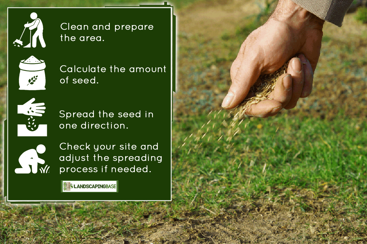 Sowing a grass seed by hand, How To Spread Grass Seed Evenly By Hand [Without A Spreader]