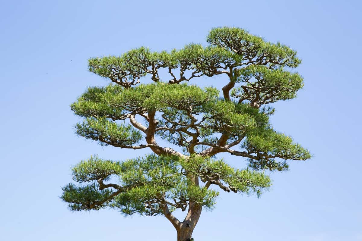 Japanese Black Pine Tree -Nara Park, Japan, Pine forest